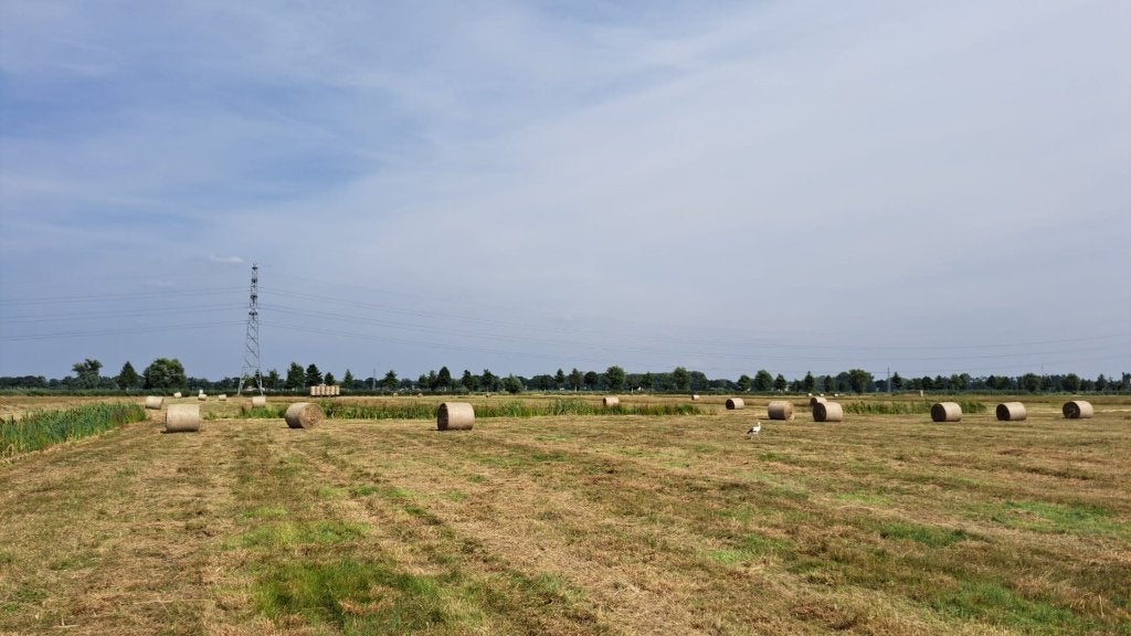 natuurstrooisel / strooiselbalen te koop