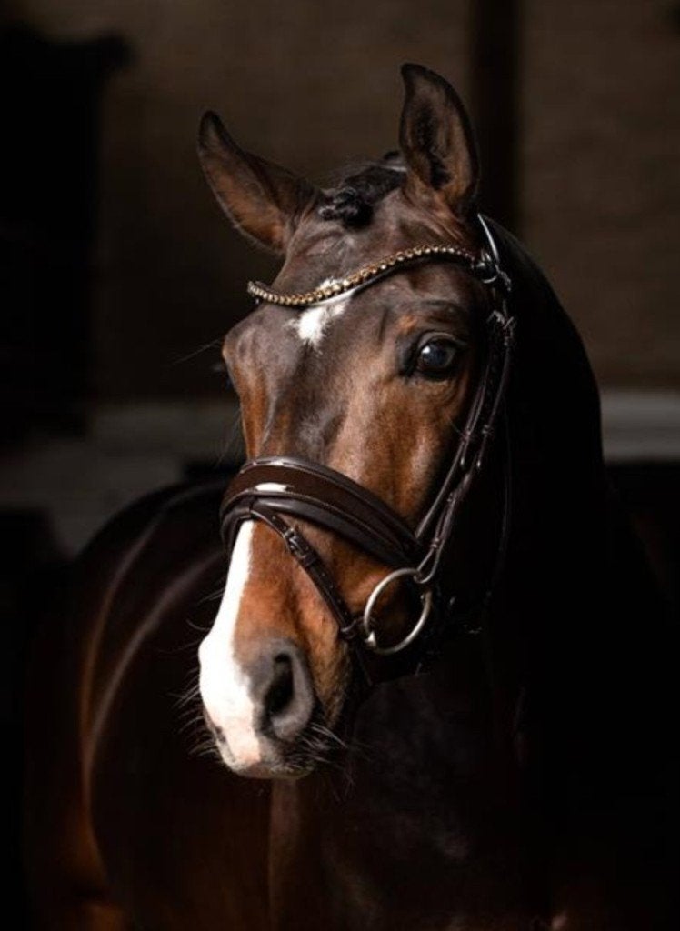 Gezocht: huisvesting voor 4 paarden, Dieren en Toebehoren, Stalling, 4 paarden of pony's of meer
