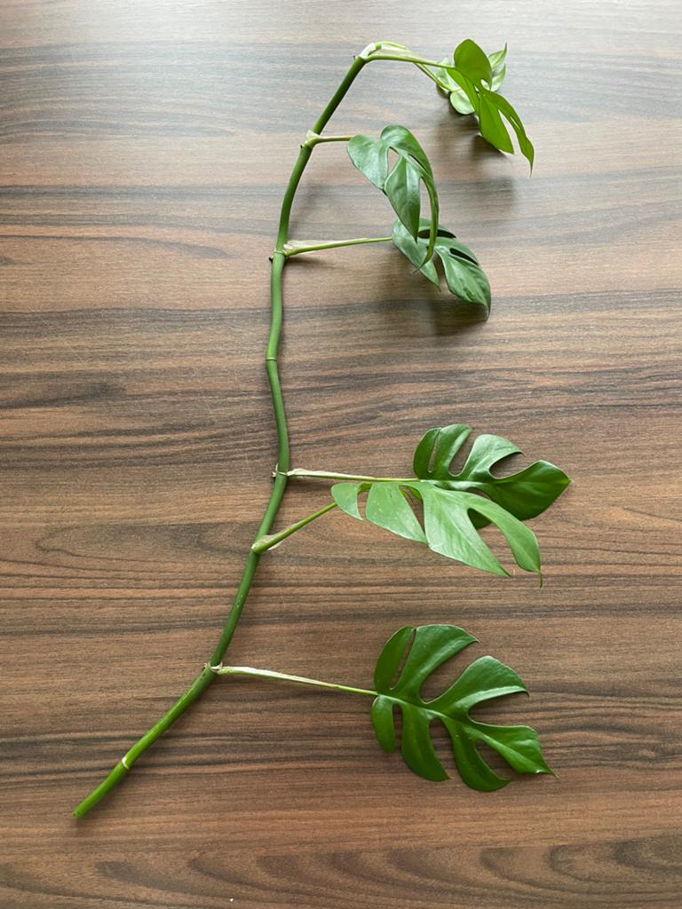 Stek monstera minima / Rhaphidophora tetrasperma, Huis en Inrichting, Kamerplanten, Groene kamerplant, Ophalen, Halfschaduw, Minder dan 100 cm