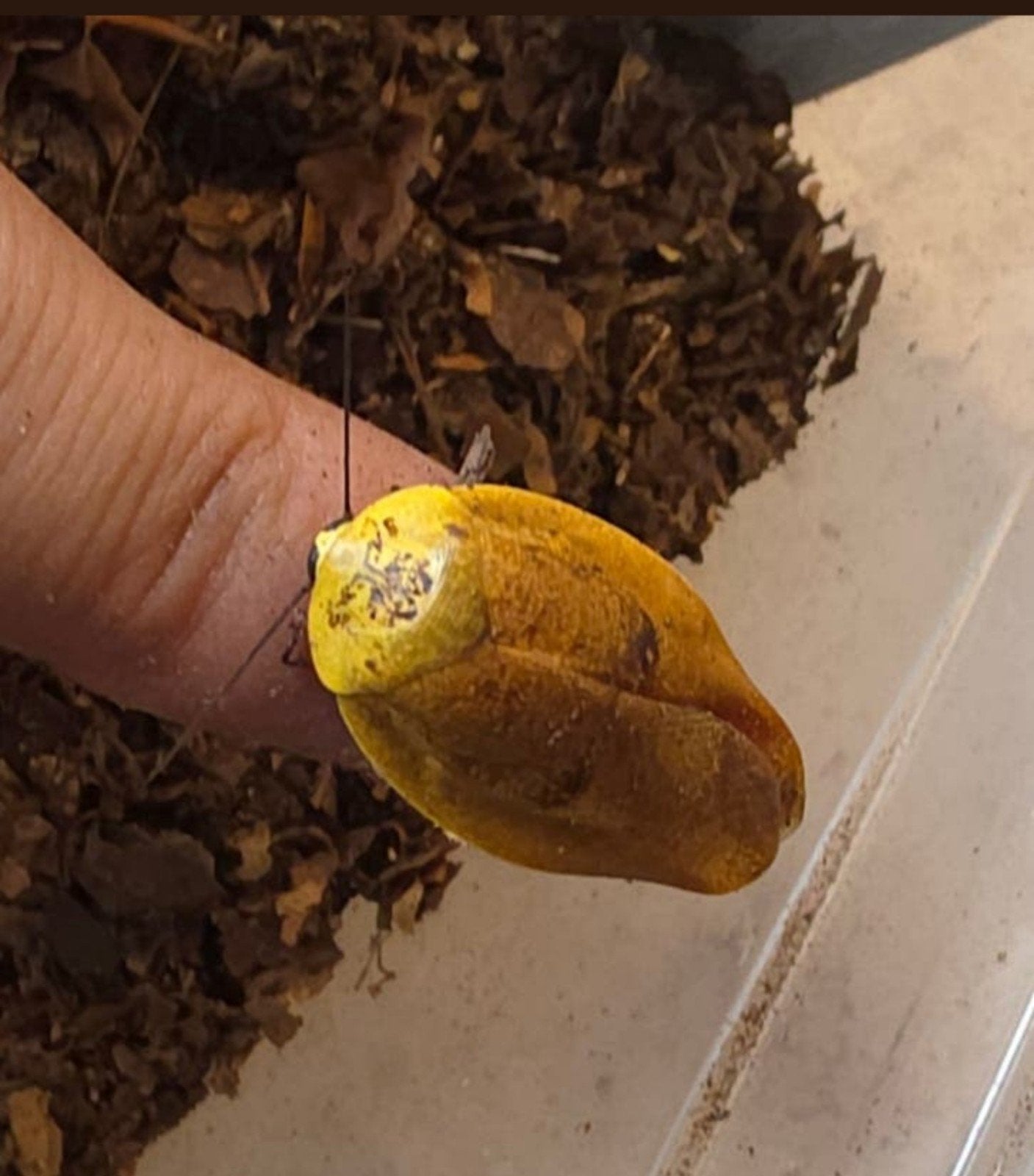 div kweekgroepen roaches, Dieren en Toebehoren, Overige soorten
