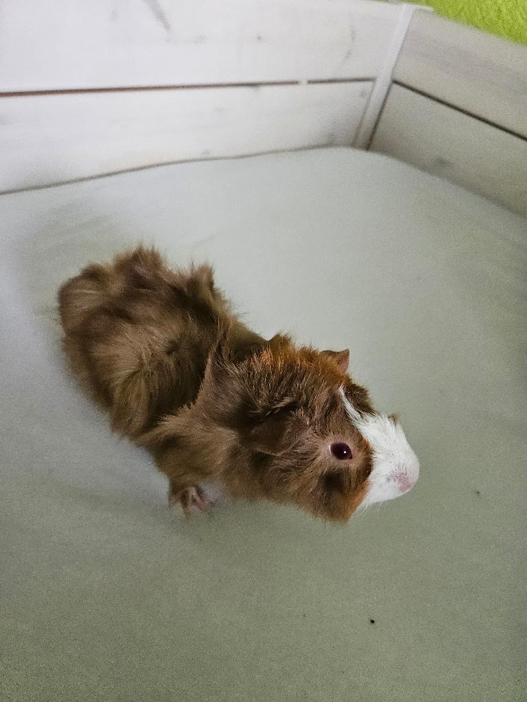 Cavia, Dieren en Toebehoren, Knaagdieren, Mannelijk, Tam, Maart, Cavia