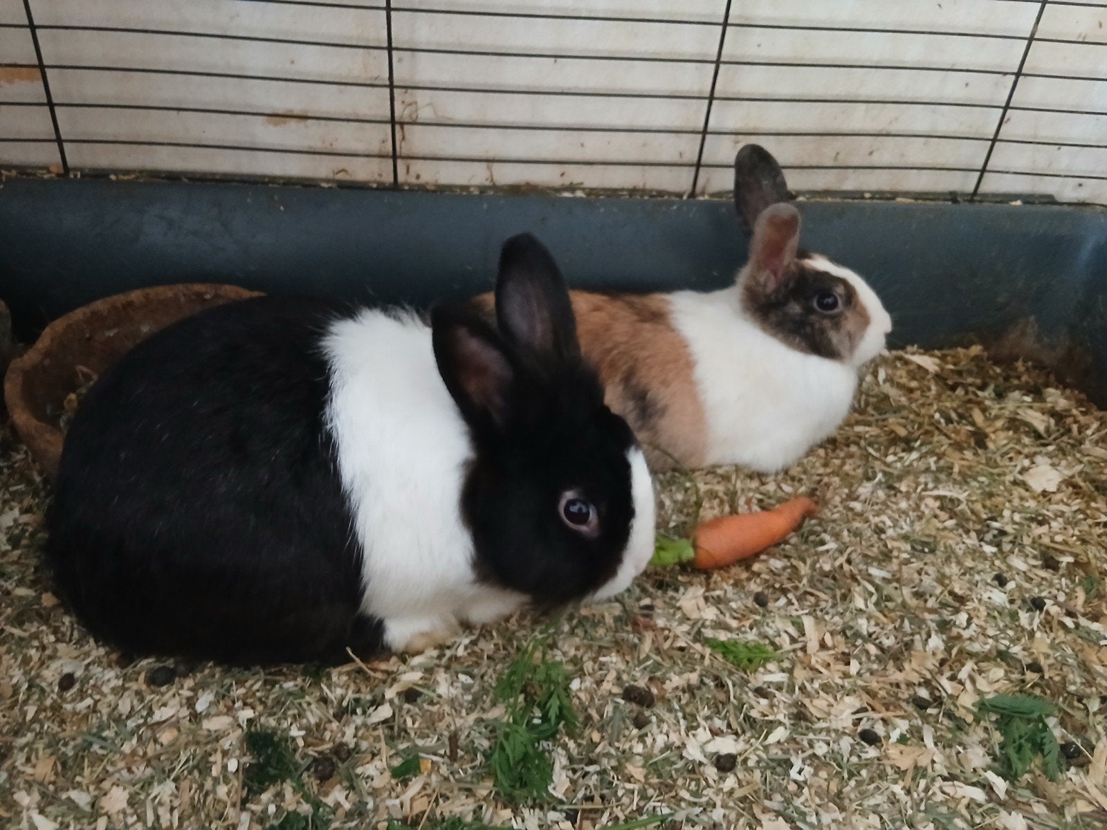 Help ik zoek een opvang voor 2 lieve konijnen, Dieren en Toebehoren, Meerdere dieren