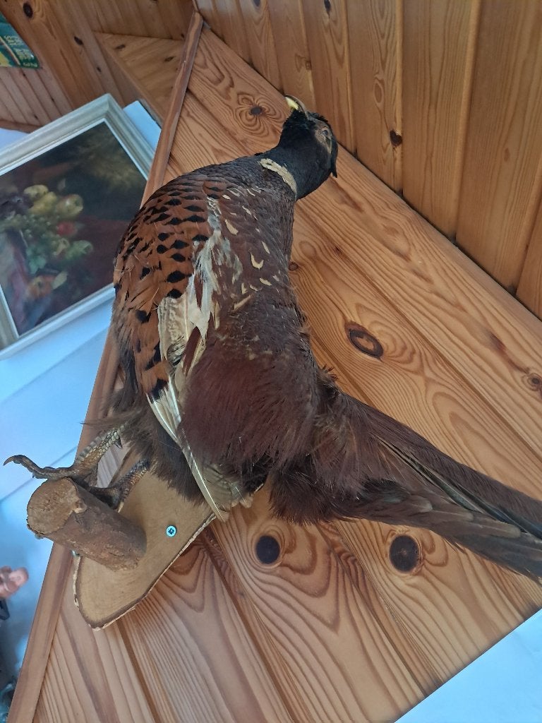 Opgezette fazant, Ophalen, Zo goed als nieuw, Vogel, Opgezet dier