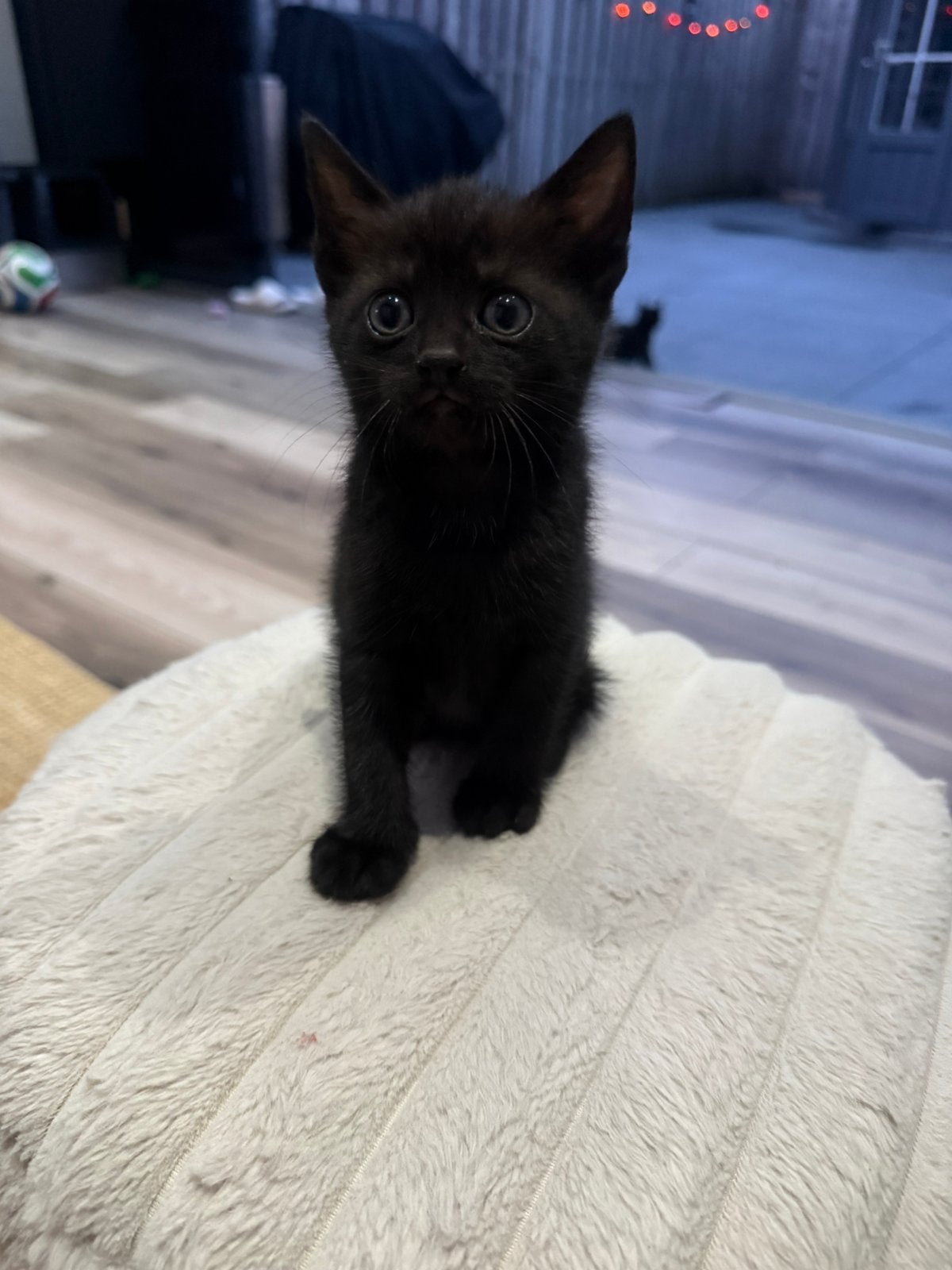 Zwarte kittens, Poes, Kortharig, 0 tot 2 jaar
