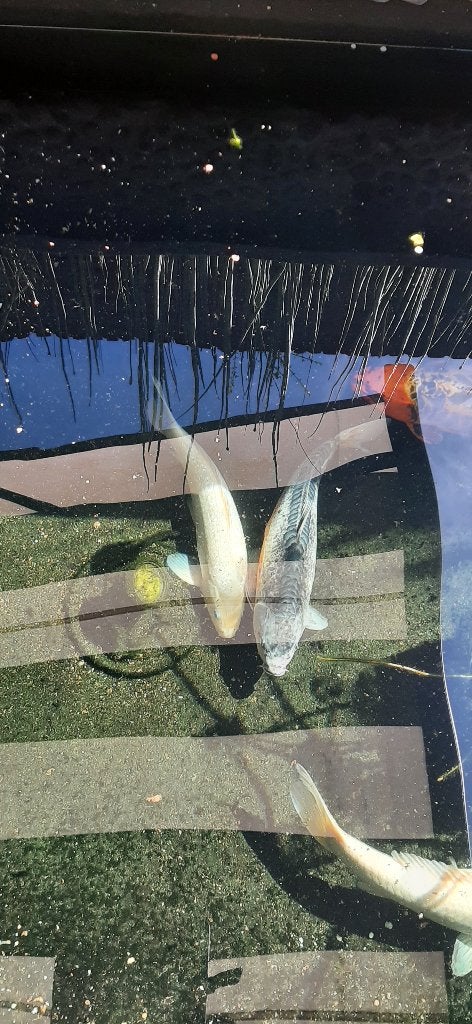vijf koi karpers (+/_ 40-50-60 cm ), Karper of Koi