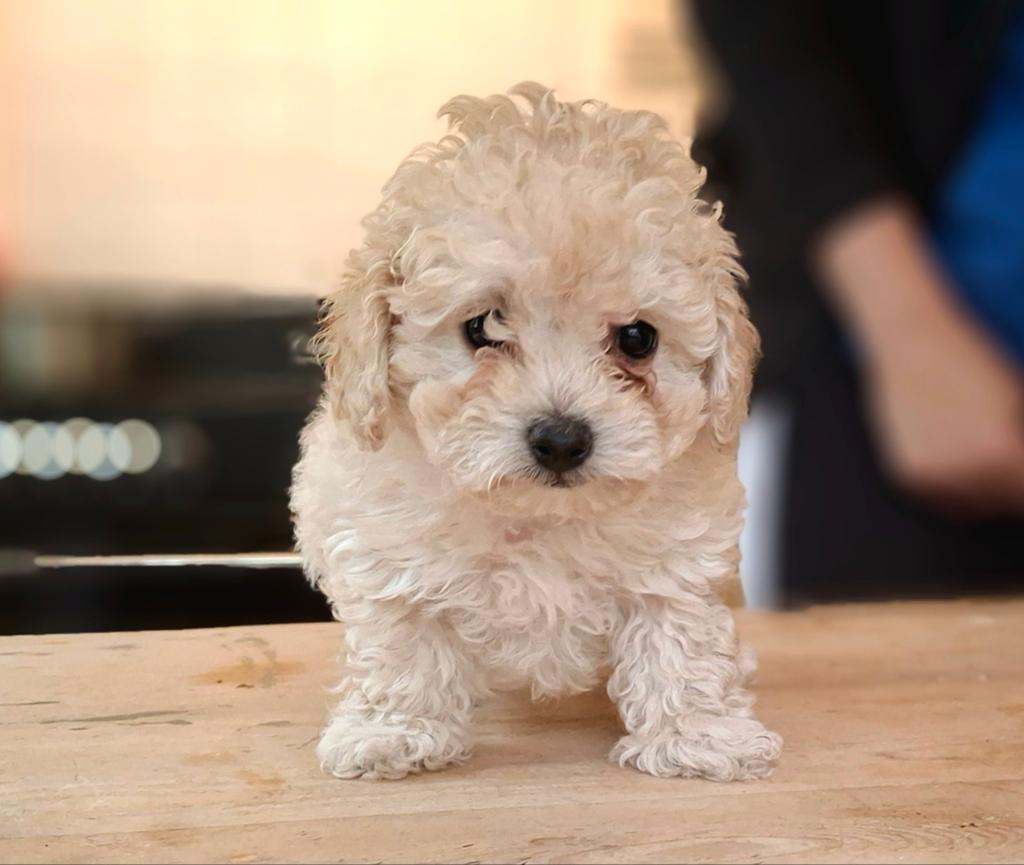 Lieve kleine pups zoeken een warm thuis, Overige rassen, 8 tot 15 weken, Parvo, Meerdere