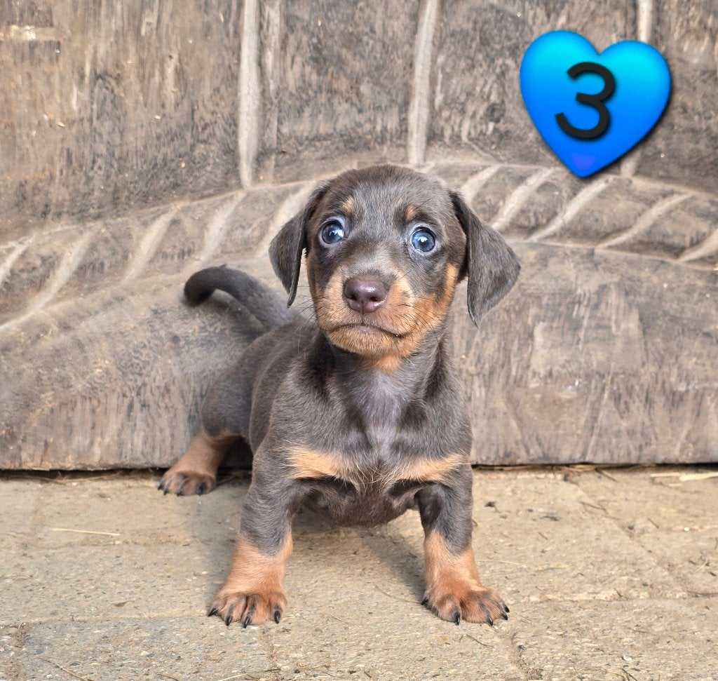 Liefste Dwerg korthaar teckel puppies, Dieren en Toebehoren, Parvo, Reu, 8 tot 15 weken, Korthaar