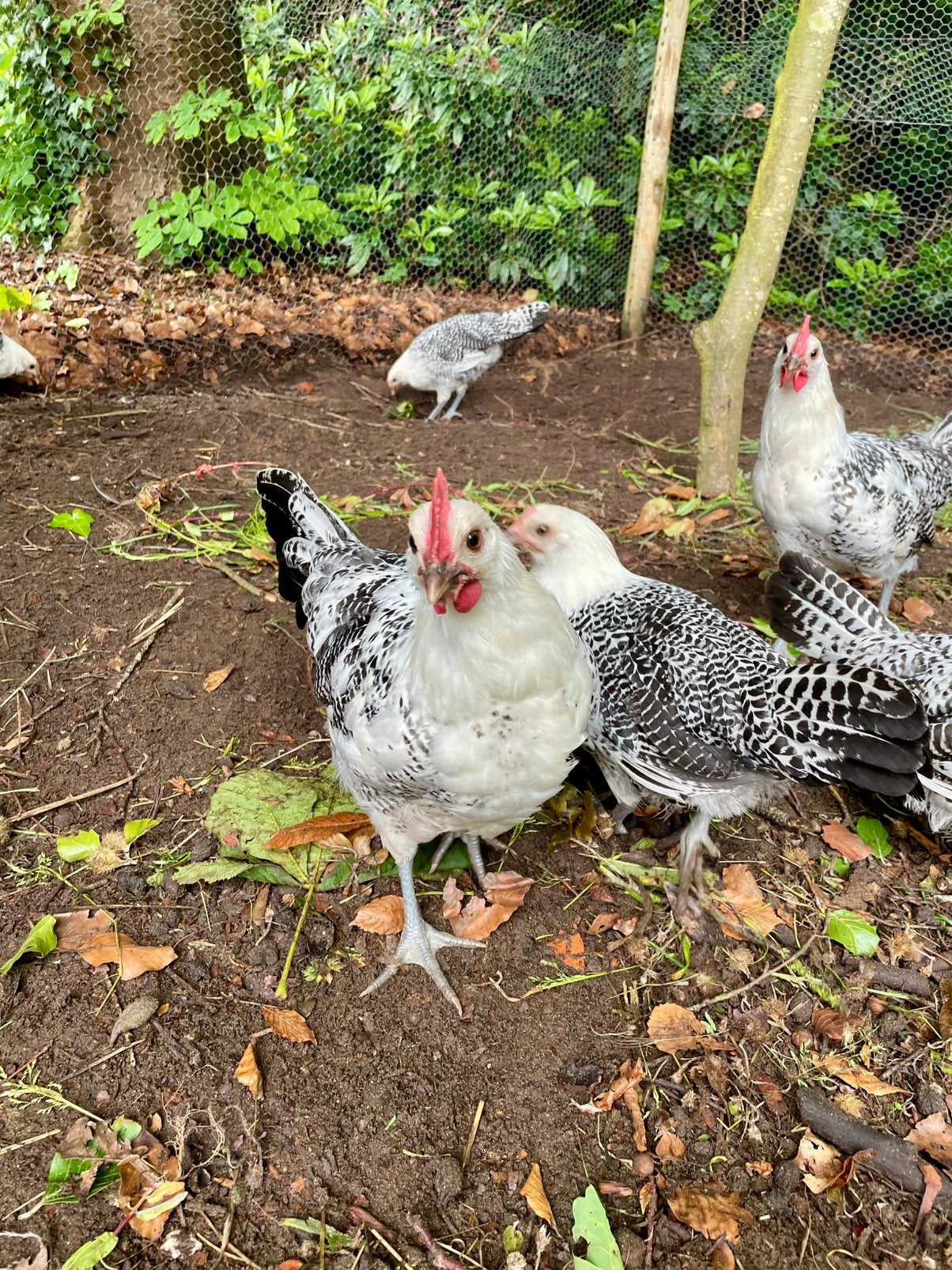 Groninger meeuw kip, Dieren en Toebehoren, Pluimvee, Meerdere dieren, Kip
