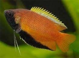 Honing Gourami- Colisa Chuna-Koidream Valburg, Dieren en Toebehoren, Vis, Zoetwatervis