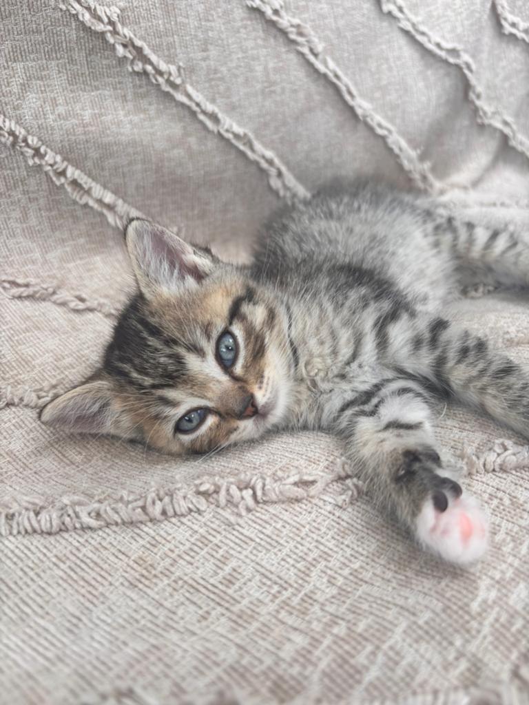 Britse korthaar /ragdoll kittens (UIT GETESTE OUDERS ), Dieren en Toebehoren, Meerdere dieren, 0 tot 2 jaar