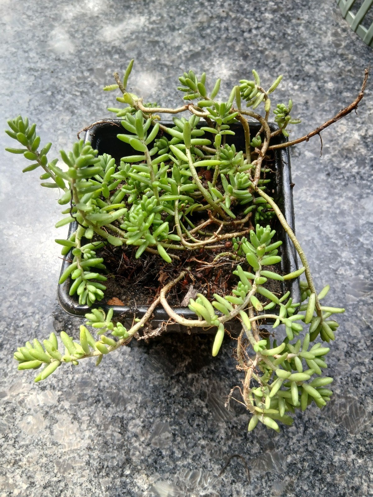 Tuin plantjes 3x bodembedekkers siergras tesamen voor 2,50, Ophalen, Vaste plant, Bodembedekkers, Volle zon