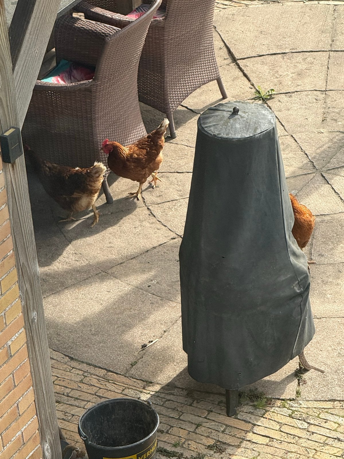 3 barneveldse kippen 1,5 jaar oud dagelijks grote eieren, Dieren en Toebehoren, Pluimvee, Vrouwelijk, Kip