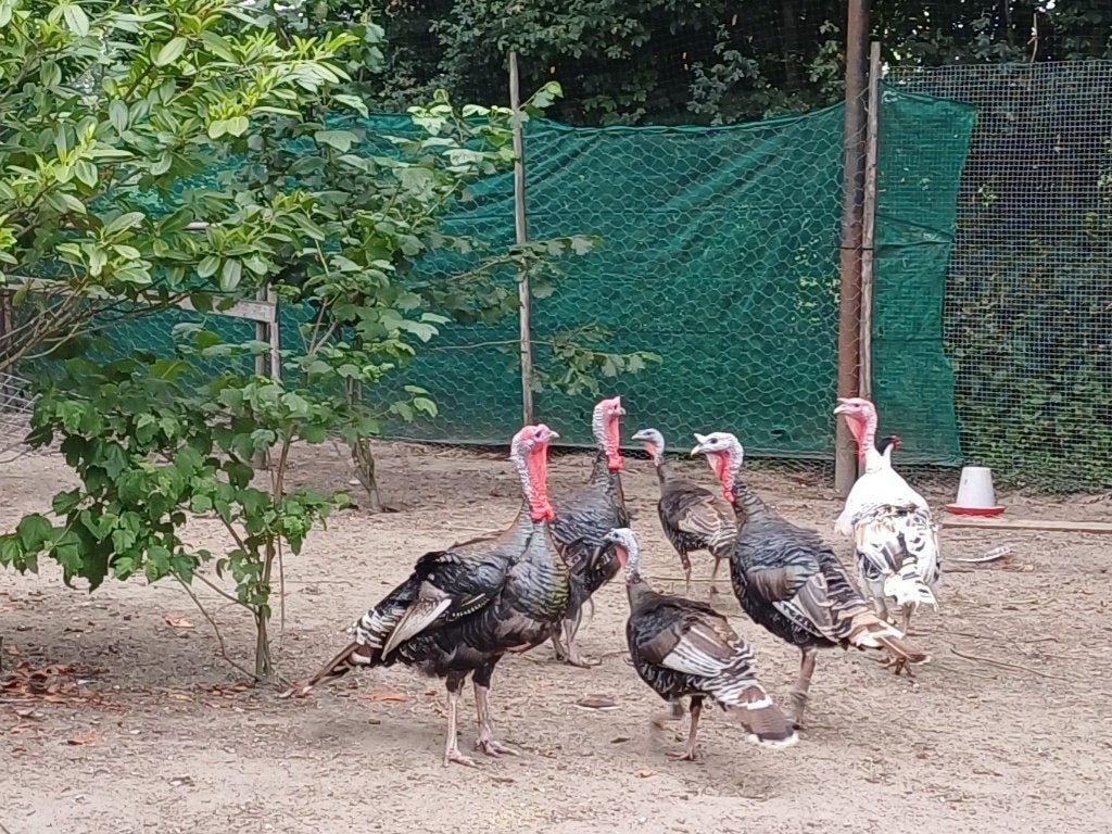 kalkoenen, Meerdere dieren, Kalkoen