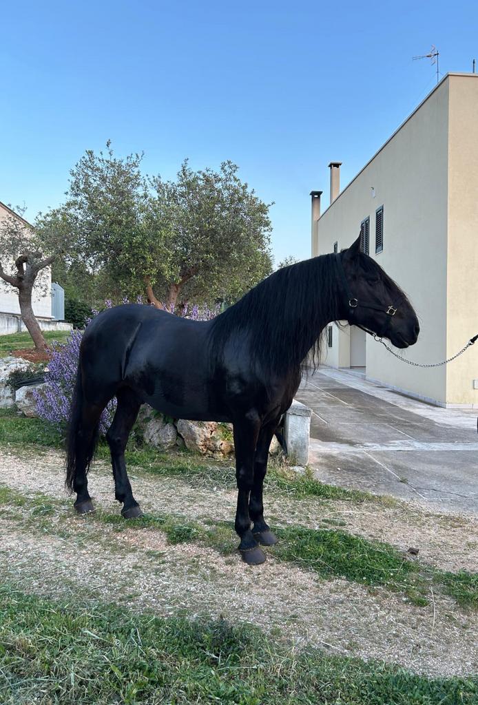 Murgese ruin&merrie te koop!, Dieren en Toebehoren, Paarden, Meerdere dieren, 160 tot 165 cm, 3 tot 6 jaar, Recreatiepaard