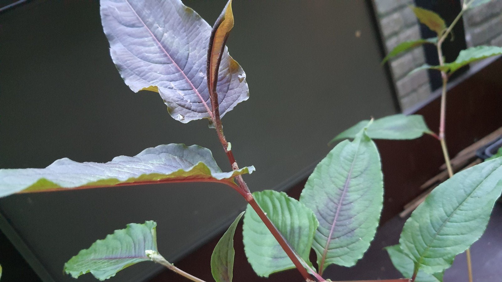 Persicaria Red Dragon - Sierlijke Vaste Plant, Vaste plant, Halfschaduw, Zomer, Ophalen