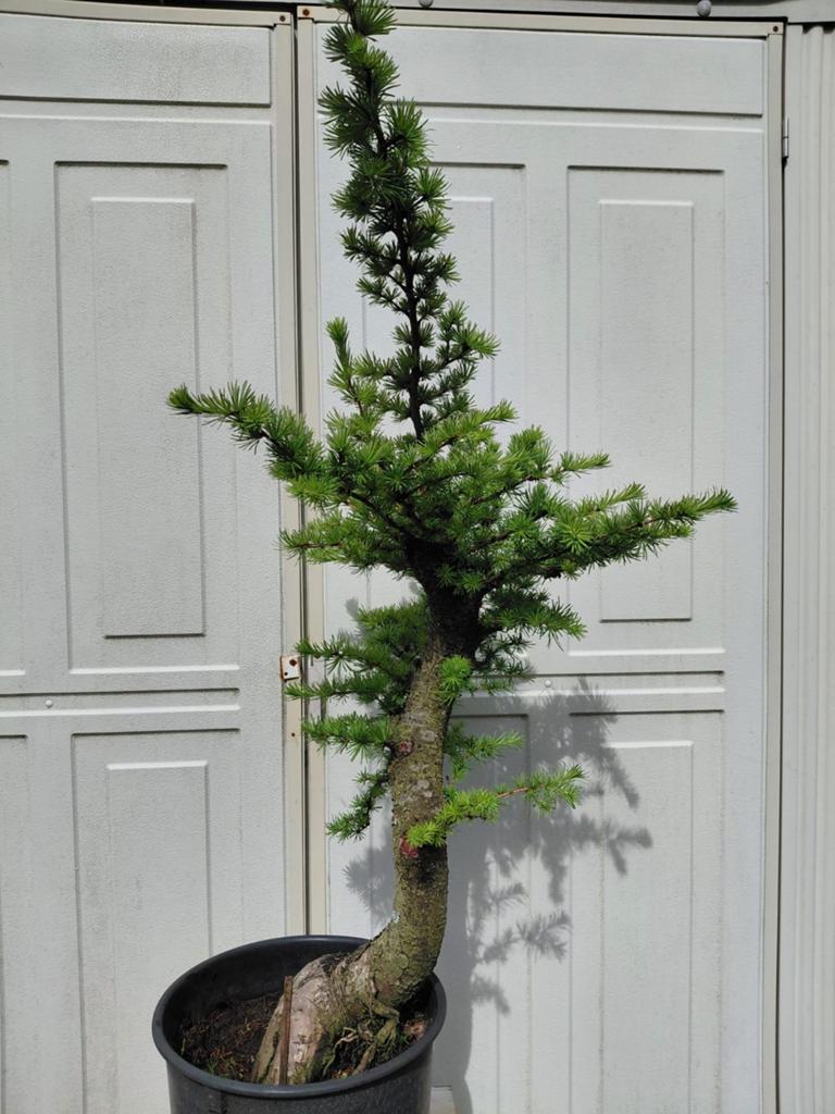 Bonsai starter Larix Kaempferi Japanse Larix., Ophalen, Bloeit niet, Halfschaduw, Overige soorten