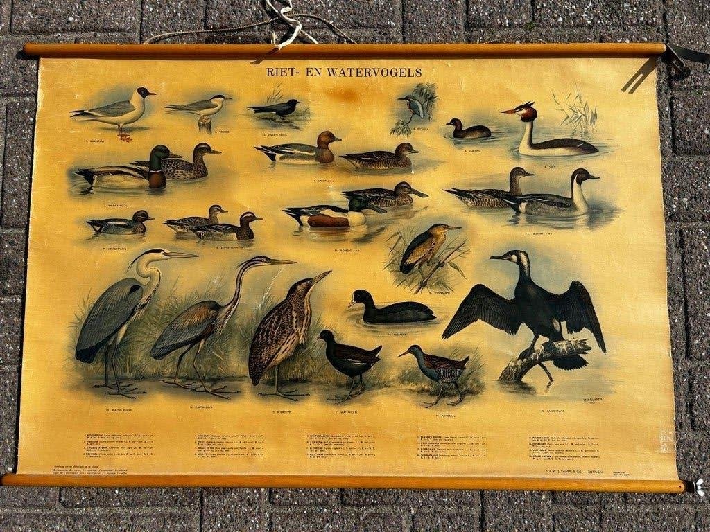 Riet- en watervogels, Ophalen of Verzenden, Natuur en Biologie