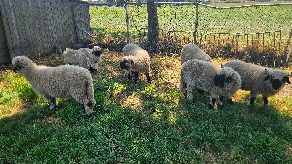 Walliser Schwarznase schapen, Meerdere dieren, Schaap, 0 tot 2 jaar