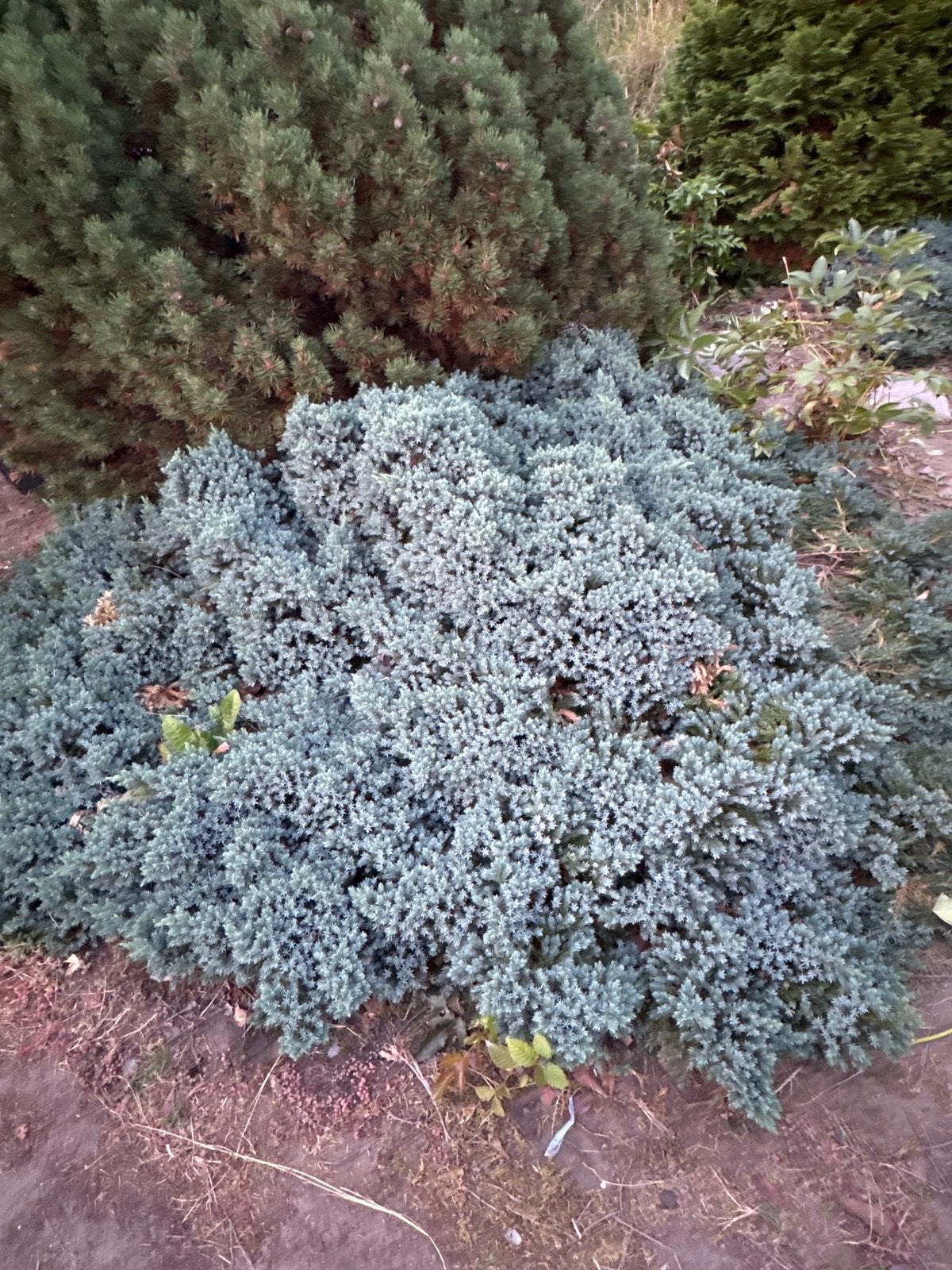 Blauwe Dwergjeneverbes - Bodembedekker, Ophalen, Bodembedekkers, Volle zon, Vaste plant