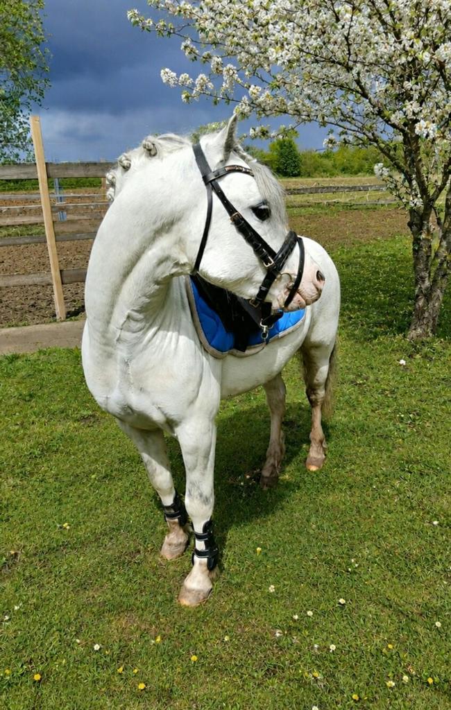 Stoere bixie  pony, Dieren en Toebehoren, Pony's, Hengst, C pony (1.27m tot 1.37m), 0 tot 2 jaar