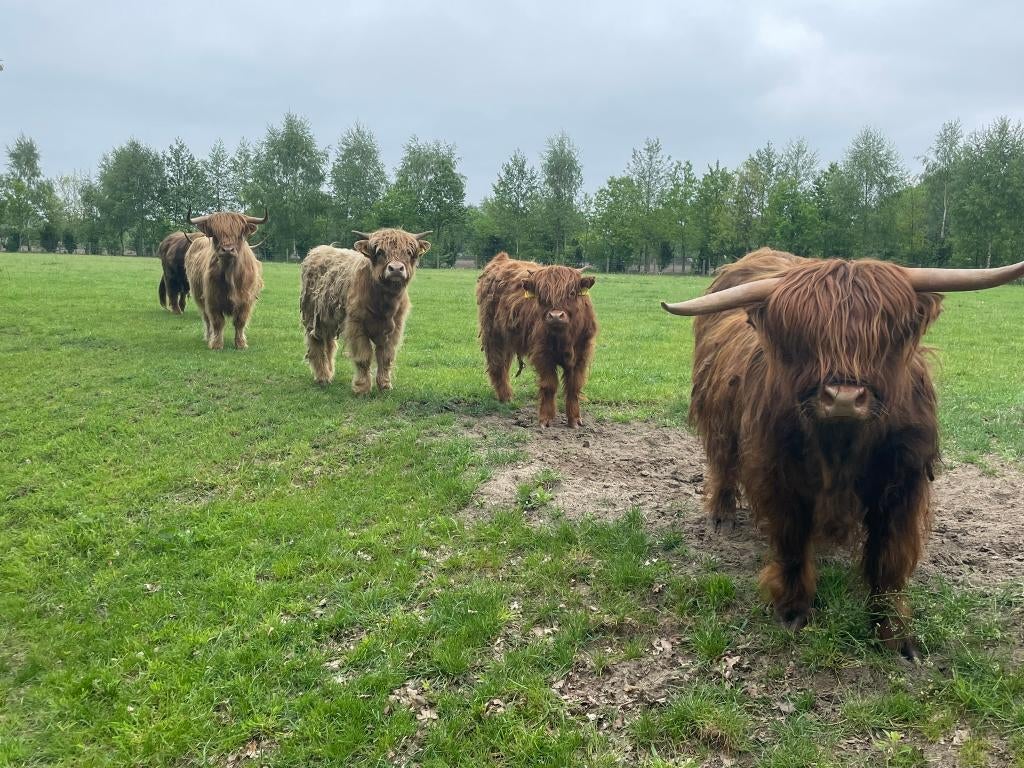 2 Schotse hooglander kalfjes, Dieren en Toebehoren, Runderen, Meerdere dieren, 0 tot 2 jaar