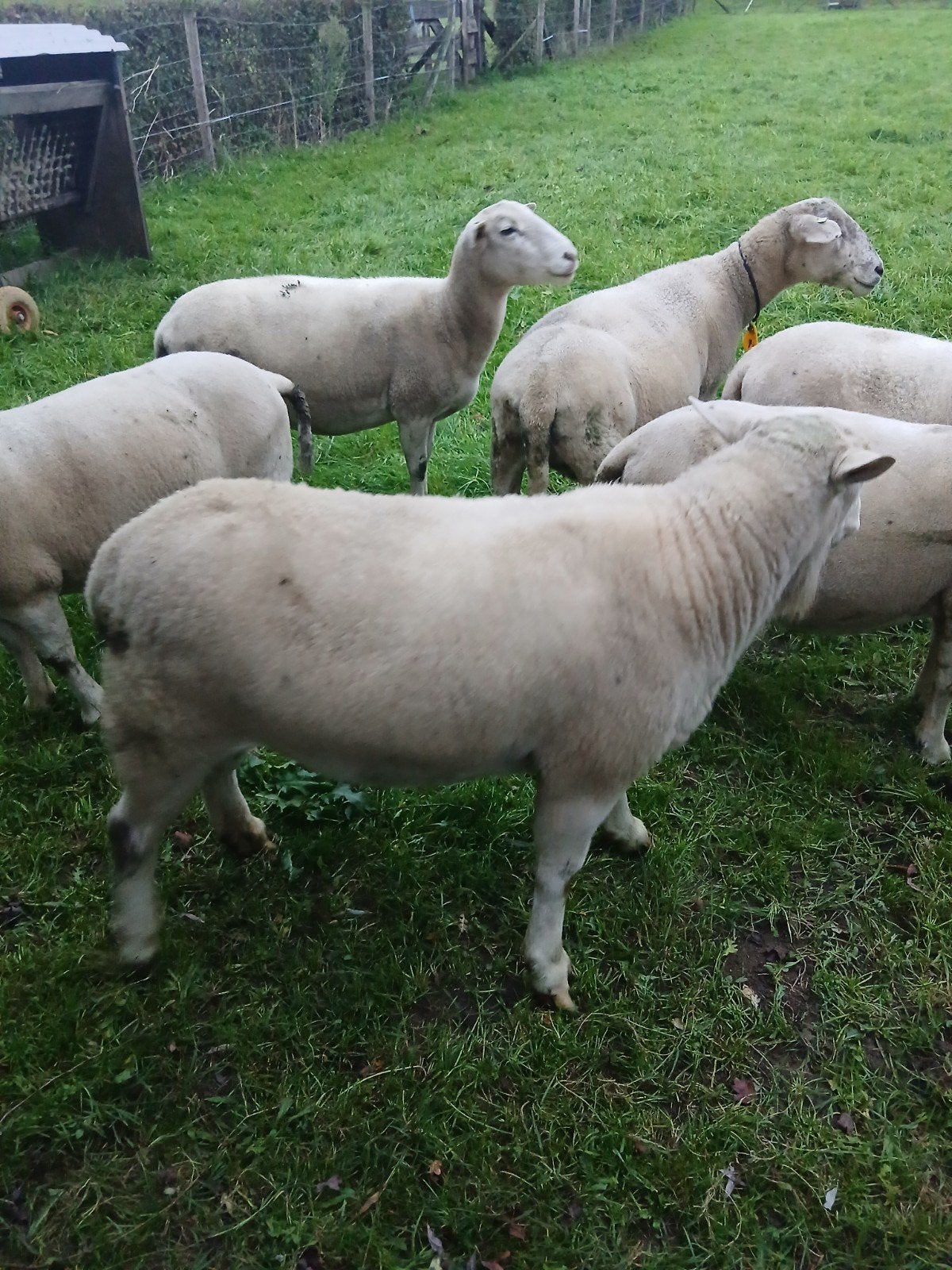 nolana dekram en ooien, Dieren en Toebehoren, Mannelijk, Schaap