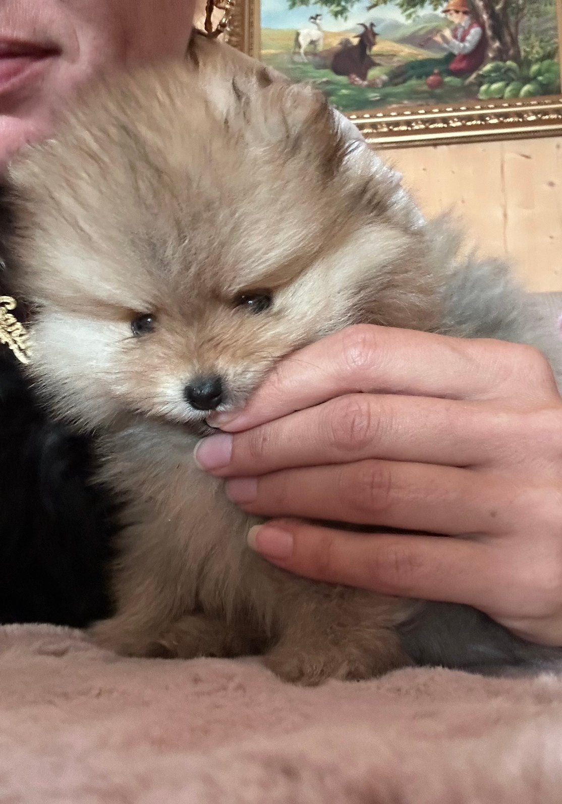 Mini pomeriaan extreem klein! Reutje, Dieren en Toebehoren, Parvo, Keeshond, Reu, 8 tot 15 weken