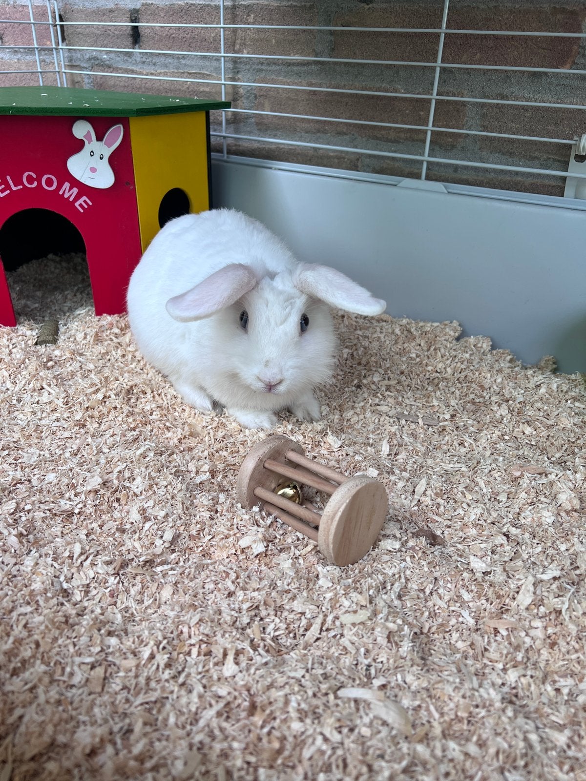 Konijn met hok etc, Dieren en Toebehoren, Konijnen, Klein, Vrouwelijk, 0 tot 2 jaar