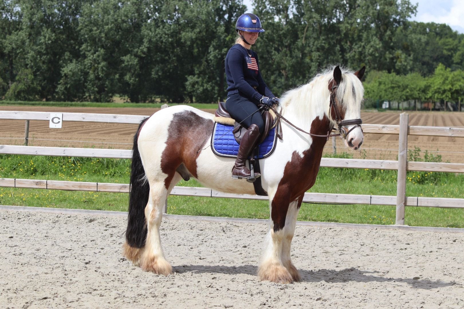 Grote knappe Irish Cob ruin, E pony (1.48m - 1.57m), Ruin, Zadelmak, 3 tot 6 jaar
