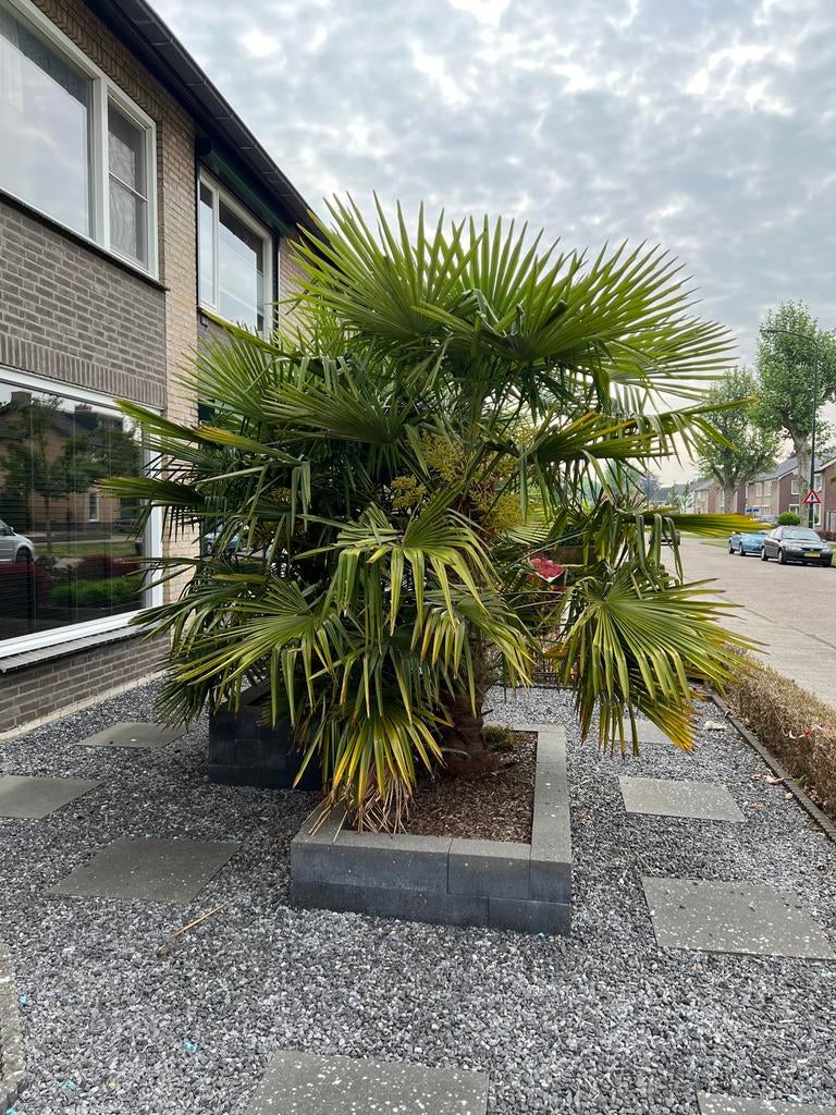Palmboom trachycarpus, stamhoogte 150cm en doorsnede 70cm, 100 tot 250 cm, Zomer, Palmboom, Ophalen