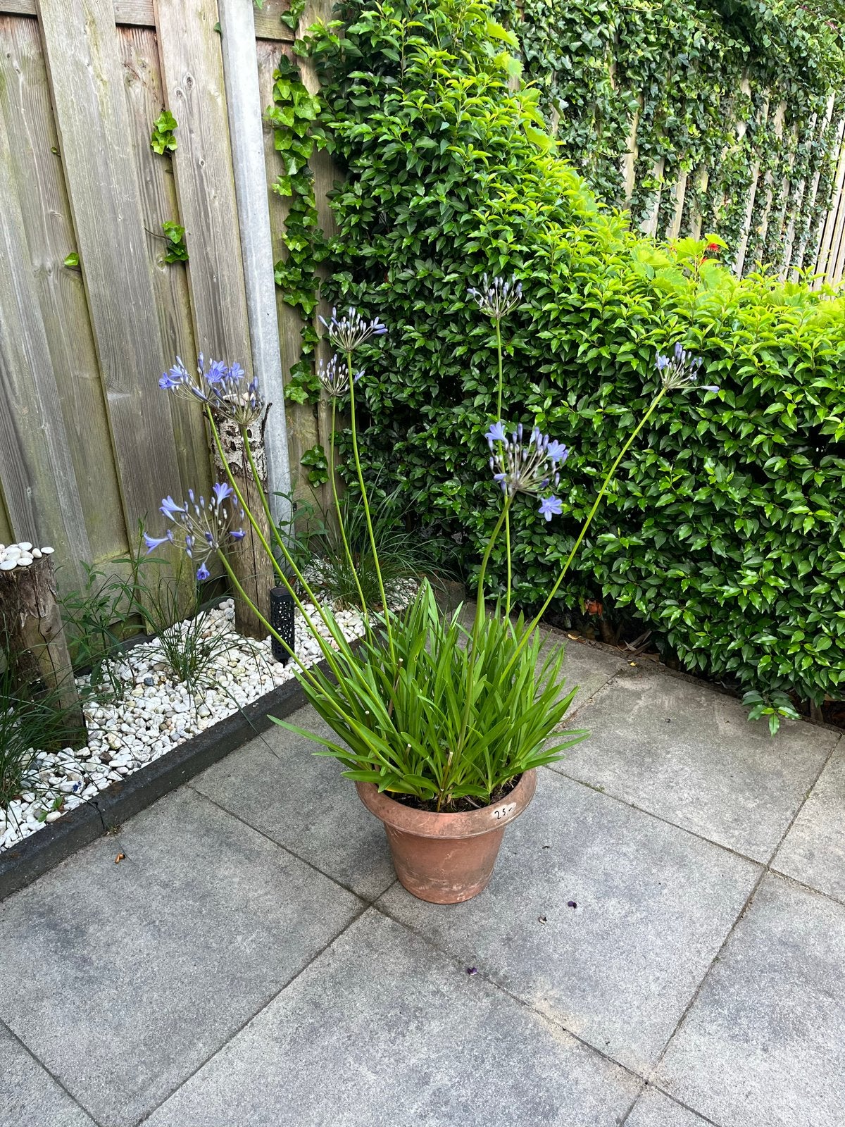 Agapanthus blauw 'Afrikaanse lelie', Volle zon, Vaste plant, Zomer, Ophalen