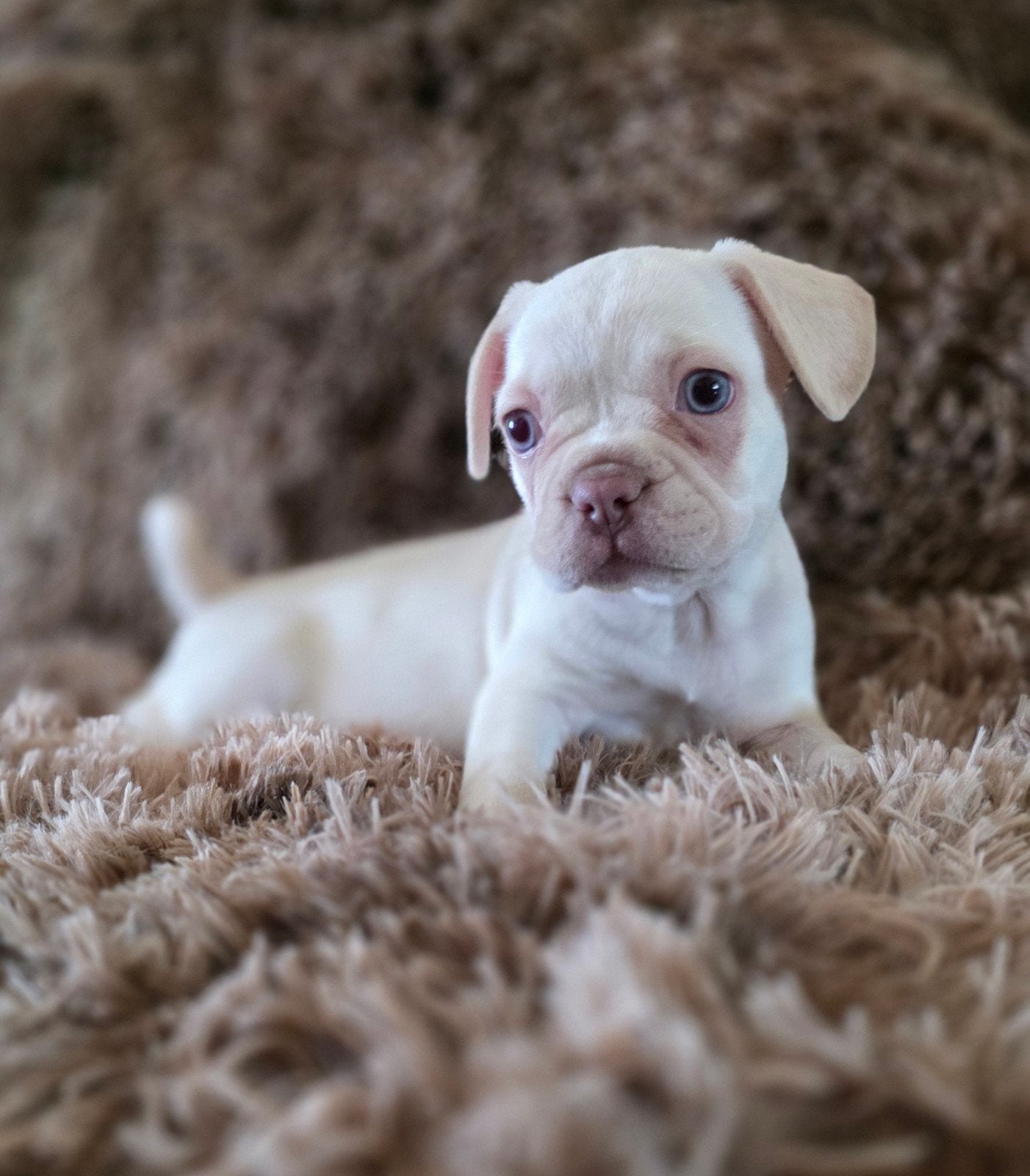 💙 prachtige, unieke franse bulldog pups reutjes 💙, Dieren en Toebehoren, Parvo, 8 tot 15 weken, Bulldog, Meerdere