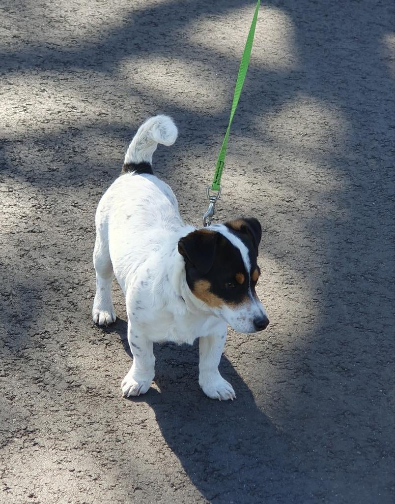 Hoi. Ik ben Lucky vrolijk jong Jack Russell reutje. Speels, Parvo, Reu, Meerdere, Nederland
