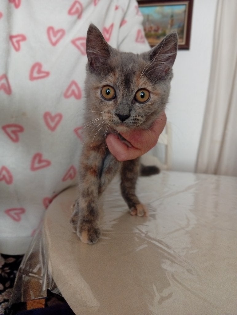 2 kittens Britse langhaar x Siamees (LAATSTE KITTEN ! ), Meerdere dieren, Ontwormd, 0 tot 2 jaar