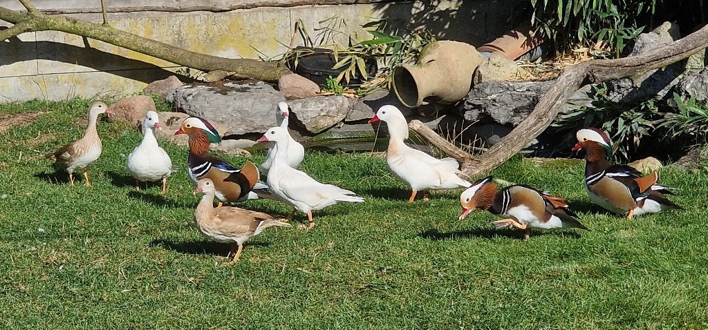 Mandarijn eenden groep van 9, Meerdere dieren, Tropenvogel, Geringd