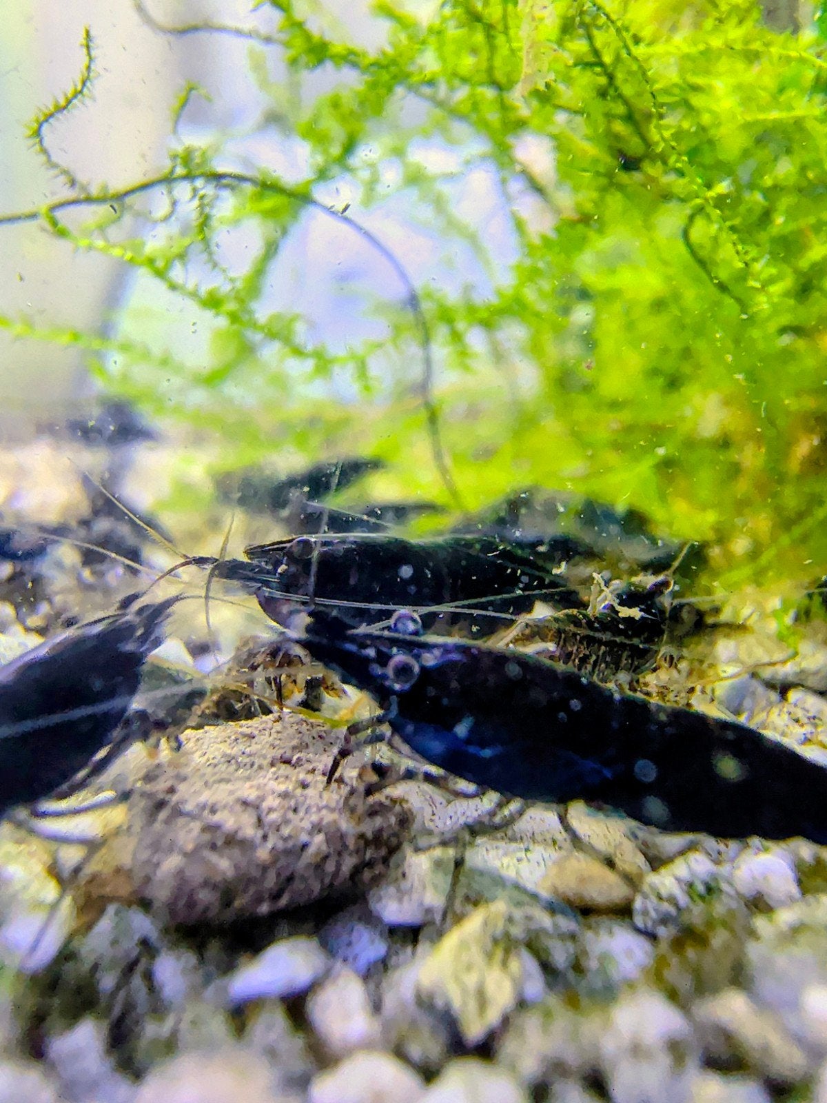 Sakura Black neocaridina garnalen, Dieren en Toebehoren, Kreeft, Krab of Garnaal