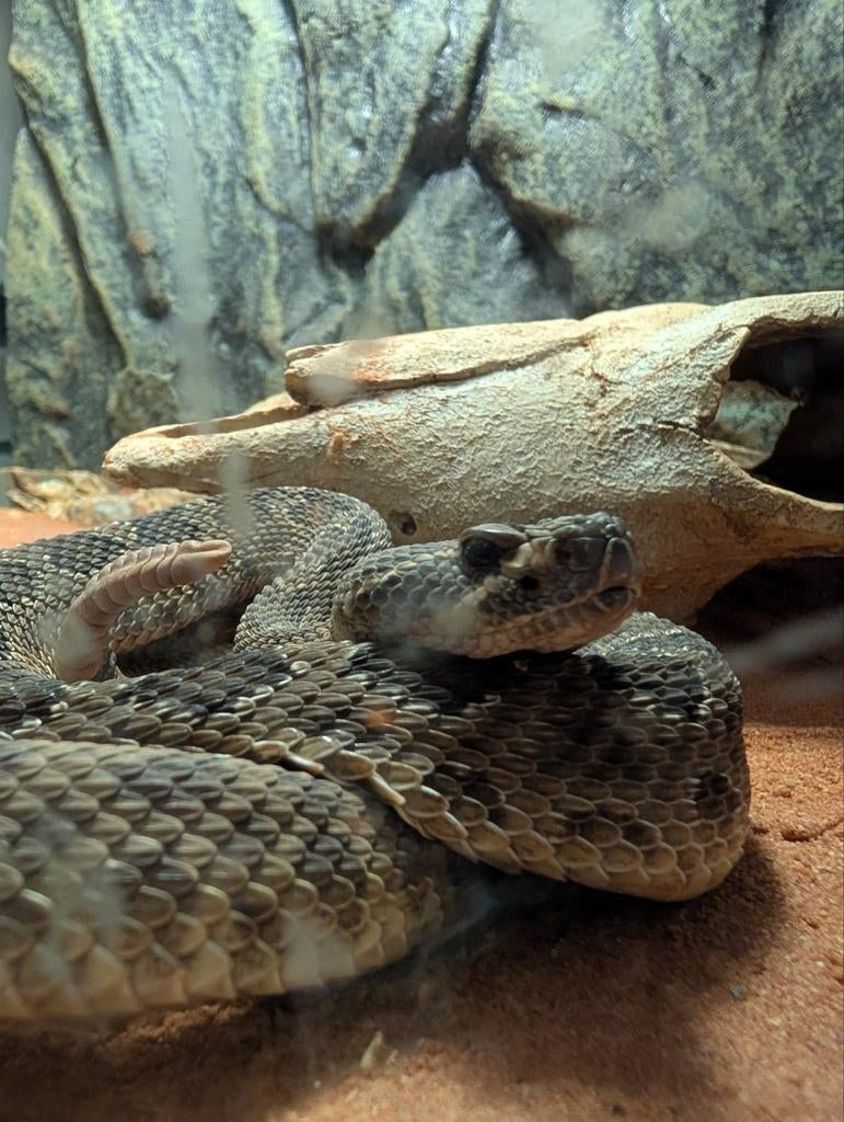 Crotalus viridis viridis, Dieren en Toebehoren, Reptielen en Amfibieën, Slang, 3 tot 6 jaar