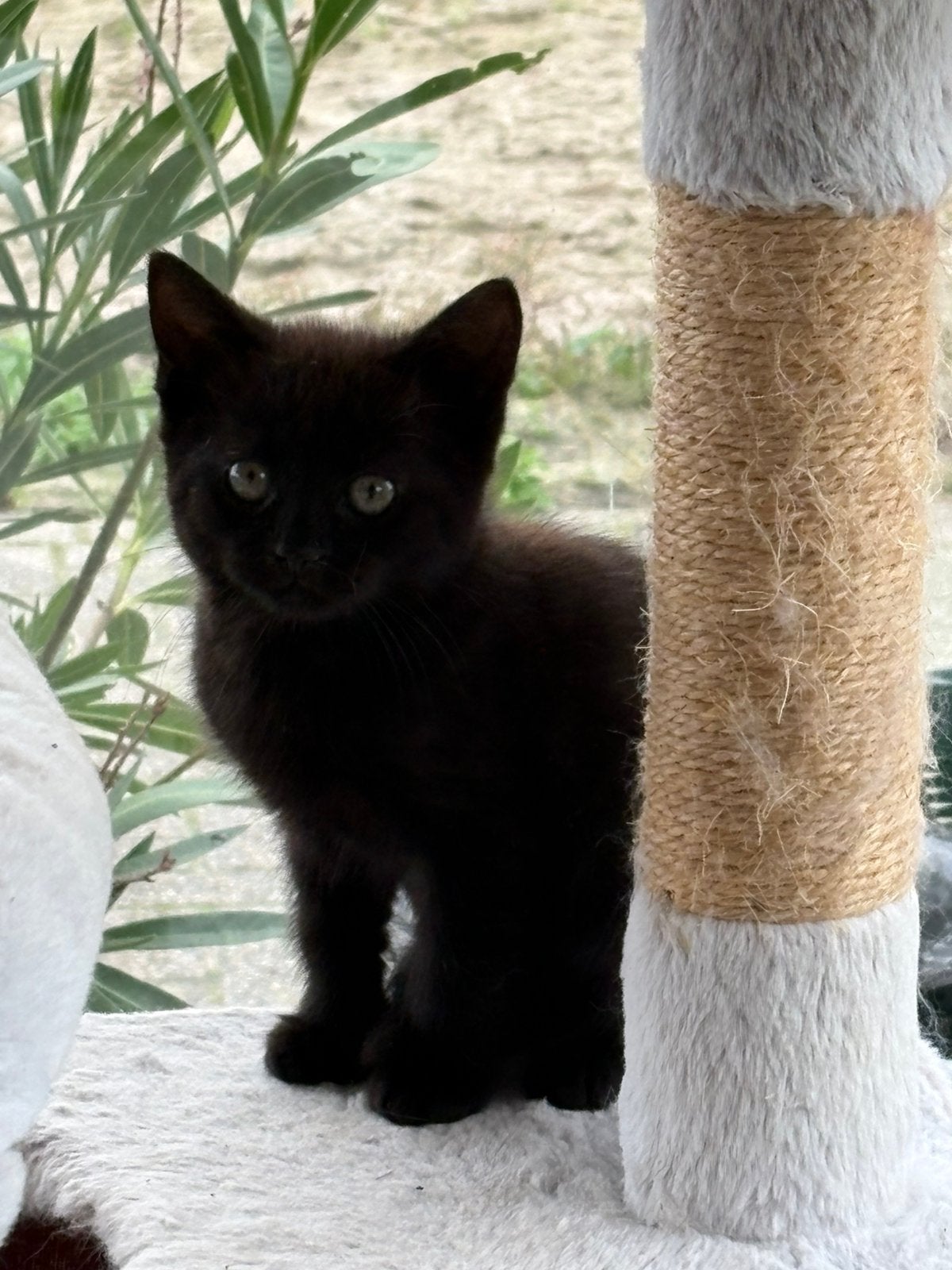 Prachtig nestje ras kittens !!, Dieren en Toebehoren, Meerdere dieren
