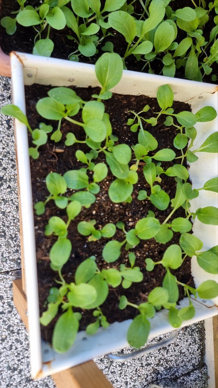 Biologische aziatische Bokchoi Zaailingen en Zaden, Ophalen of Verzenden, Volle zon
