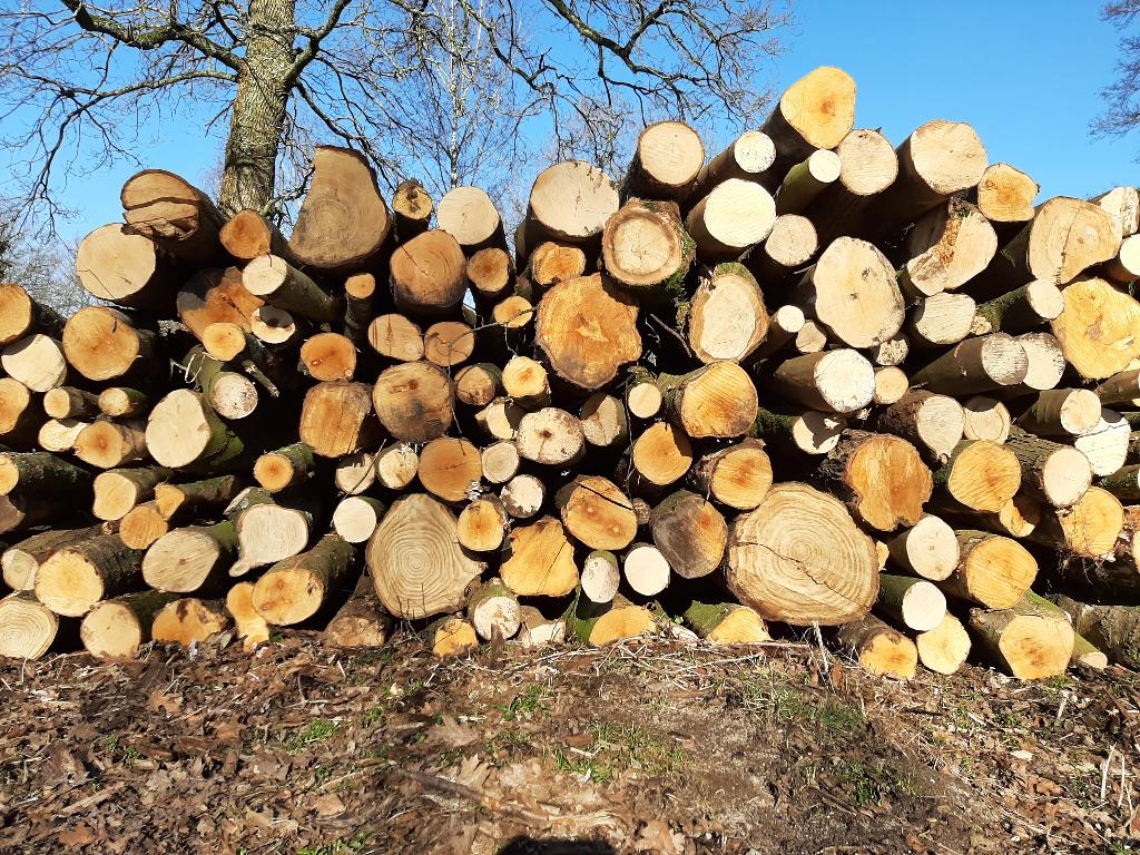 Brandhout,Loofhout,Eiken,Beuken,Haardhout,Stamhout,Boomstam, 6 m³ of meer, Ophalen of Verzenden, Overige houtsoorten, Stammen