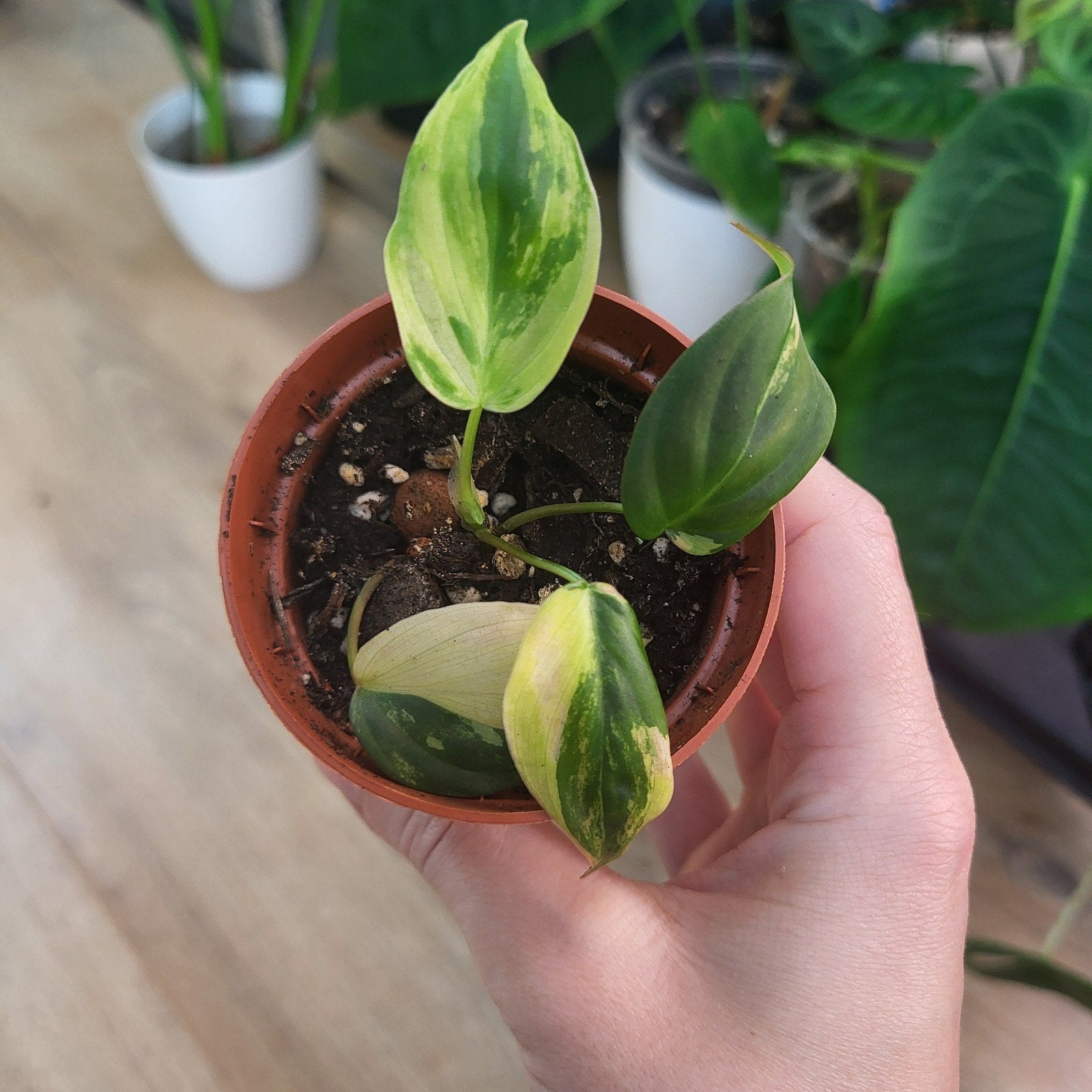 philodendron micans variegata, Ophalen of Verzenden, Halfschaduw, Minder dan 100 cm