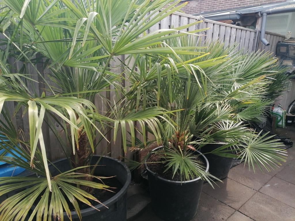 3 grote palmbomen, Tuin en Terras, Planten | Bomen, 100 tot 250 cm, Zomer, Palmboom, Ophalen