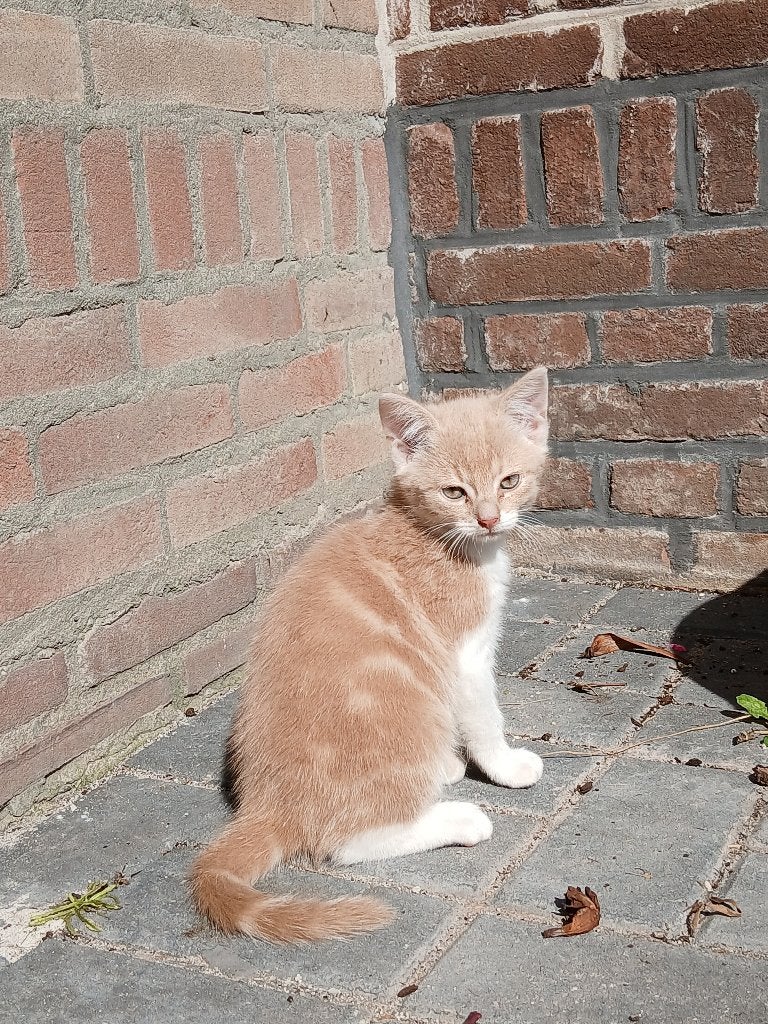 Kittens, Dieren en Toebehoren, Meerdere dieren, 0 tot 2 jaar