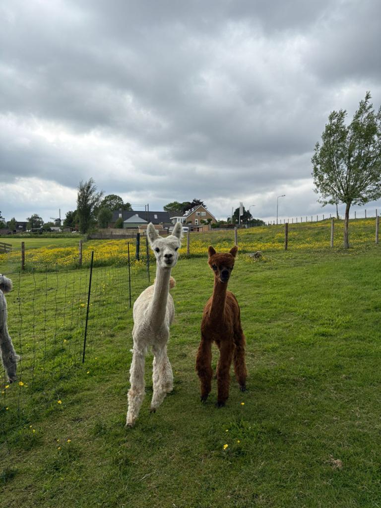 Alpaca jaarling hengsten te koop, Juni, Mannelijk