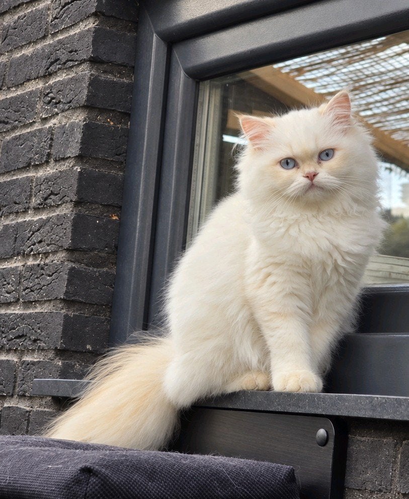 Crème Point Britse Langhaar Poes Kitten, Dieren en Toebehoren, Poes, Ontwormd, 0 tot 2 jaar