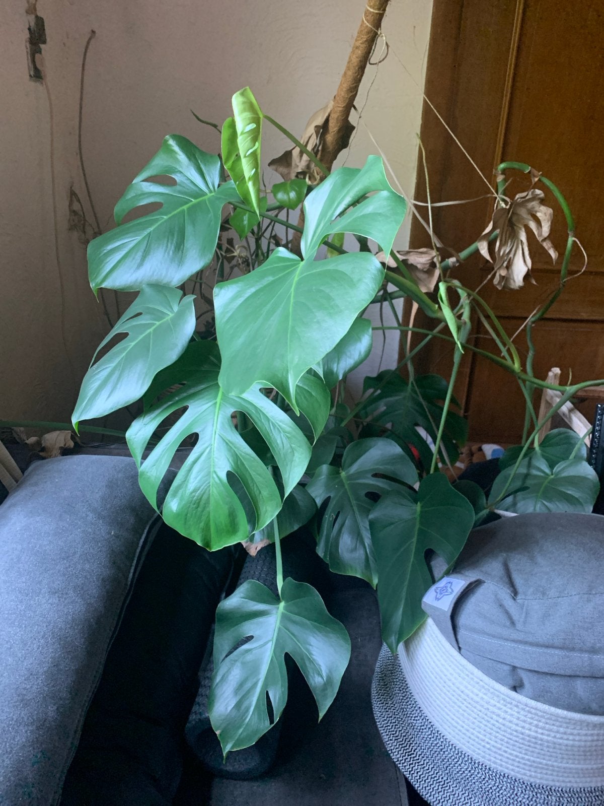 Grote Monstera Deliciosa - Kamerplant, Ophalen, 100 tot 150 cm, Overige soorten, Halfschaduw