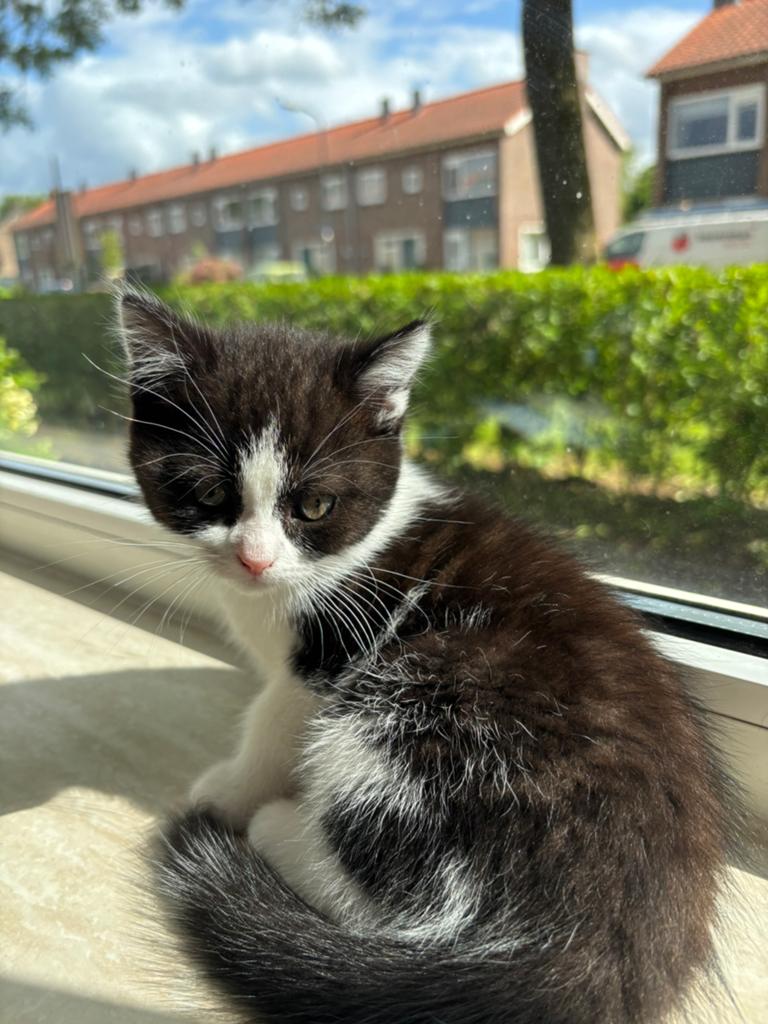 Brits korthaar x Europese korthaar kittens, Dieren en Toebehoren, Katten en Kittens | Raskatten | Korthaar, Meerdere dieren, Ontwormd