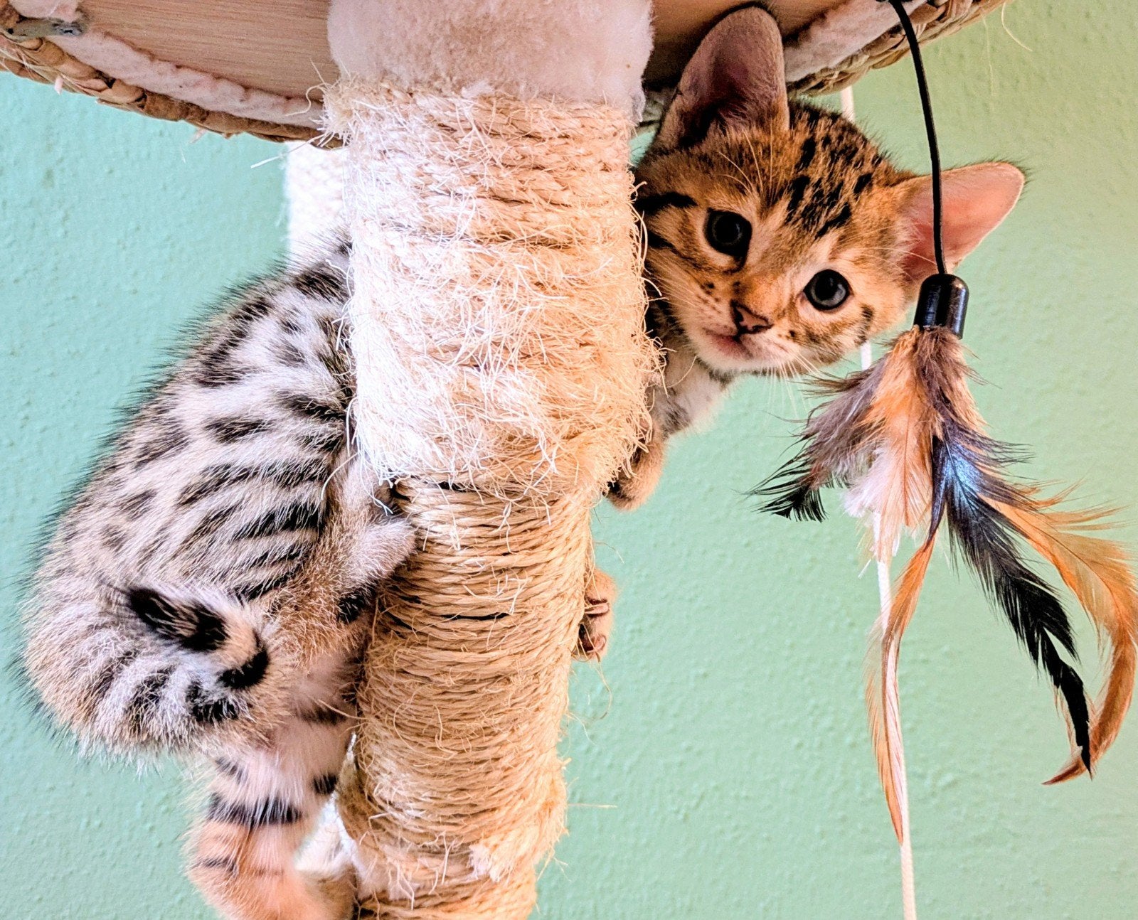 Prachtige Bengaal kittens! UPDATE ->, Meerdere dieren, Gechipt