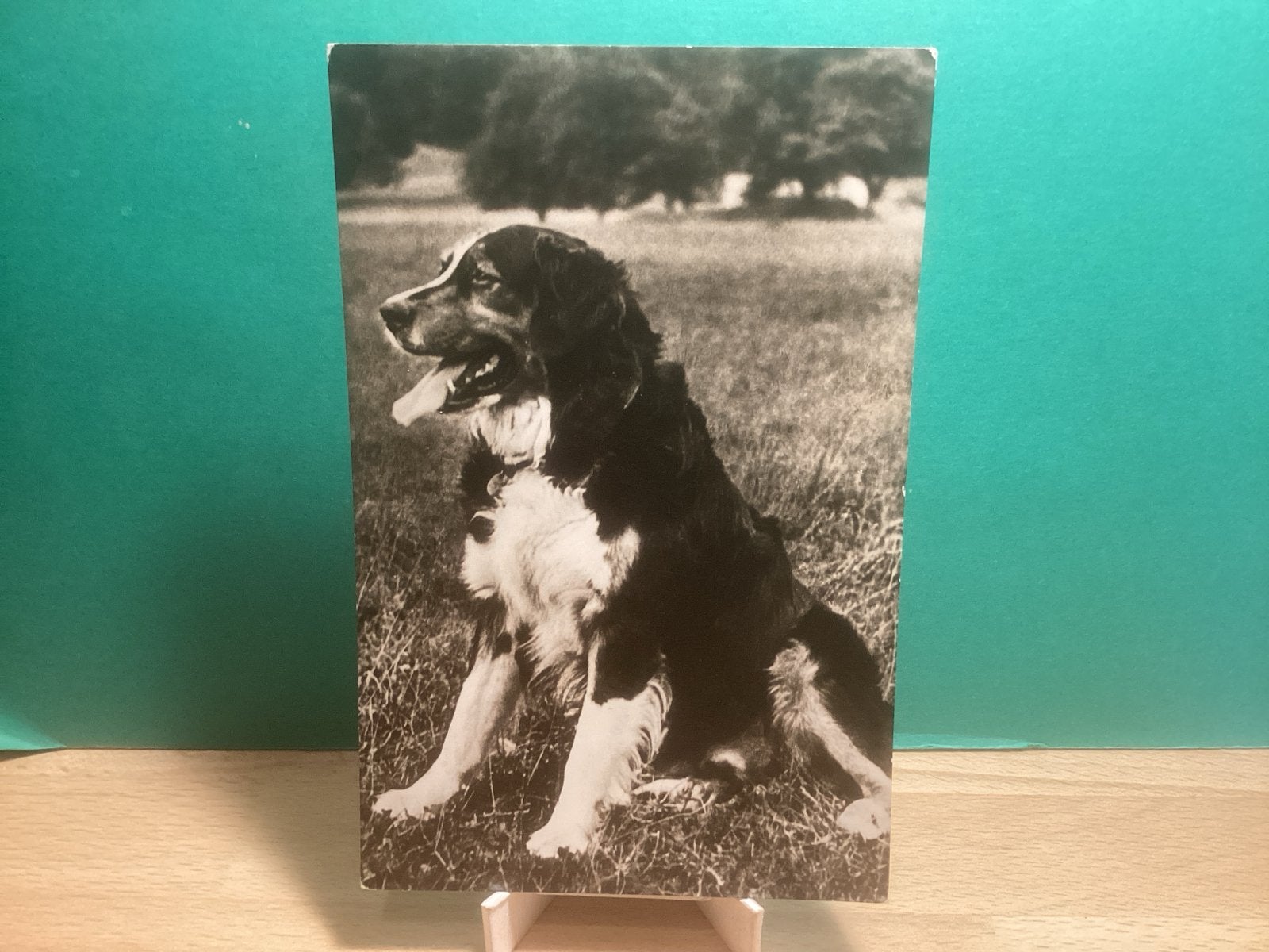 Berner Sennenhond.  Hond.     279, Verzamelen, Ansichtkaarten | Nederland, Gelopen, 1940 tot 1960, Ophalen of Verzenden