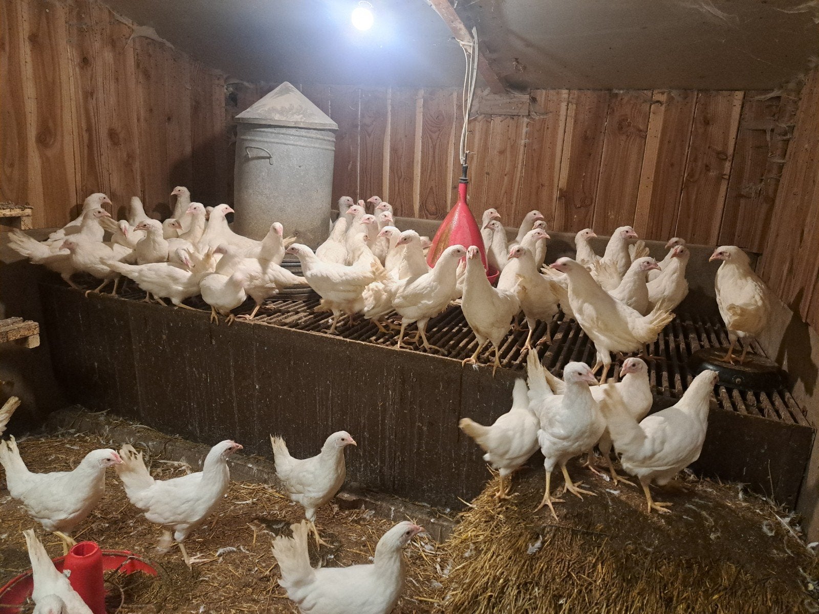 te koop Jonge  wite leghennen, Dieren en Toebehoren